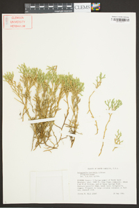 Selaginella tortipila image