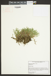 Selaginella tortipila image