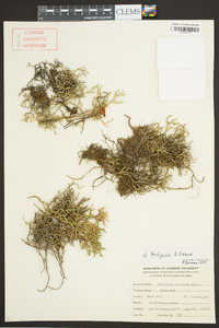 Selaginella tortipila image