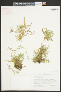 Selaginella tortipila image