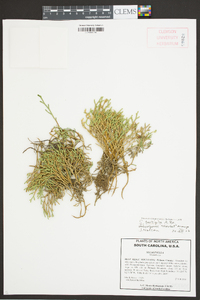 Selaginella tortipila image