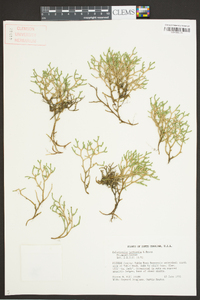 Selaginella tortipila image