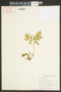 Selaginella braunii image