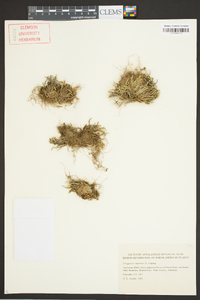 Selaginella rupestris image