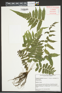 Thelypteris hispidula var. versicolor image