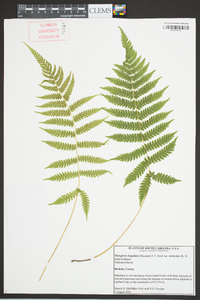 Thelypteris hispidula image