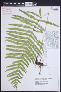 Thelypteris kunthii image