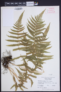 Thelypteris kunthii image