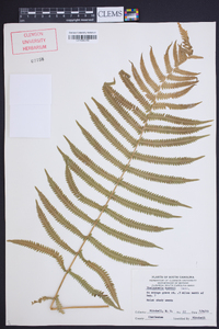 Thelypteris kunthii image