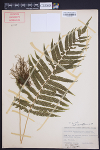 Thelypteris kunthii image