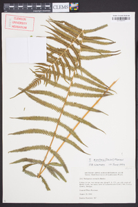 Thelypteris kunthii image