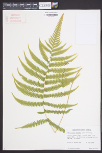 Thelypteris kunthii image