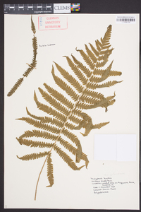 Thelypteris kunthii image
