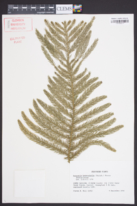 Araucaria heterophylla image