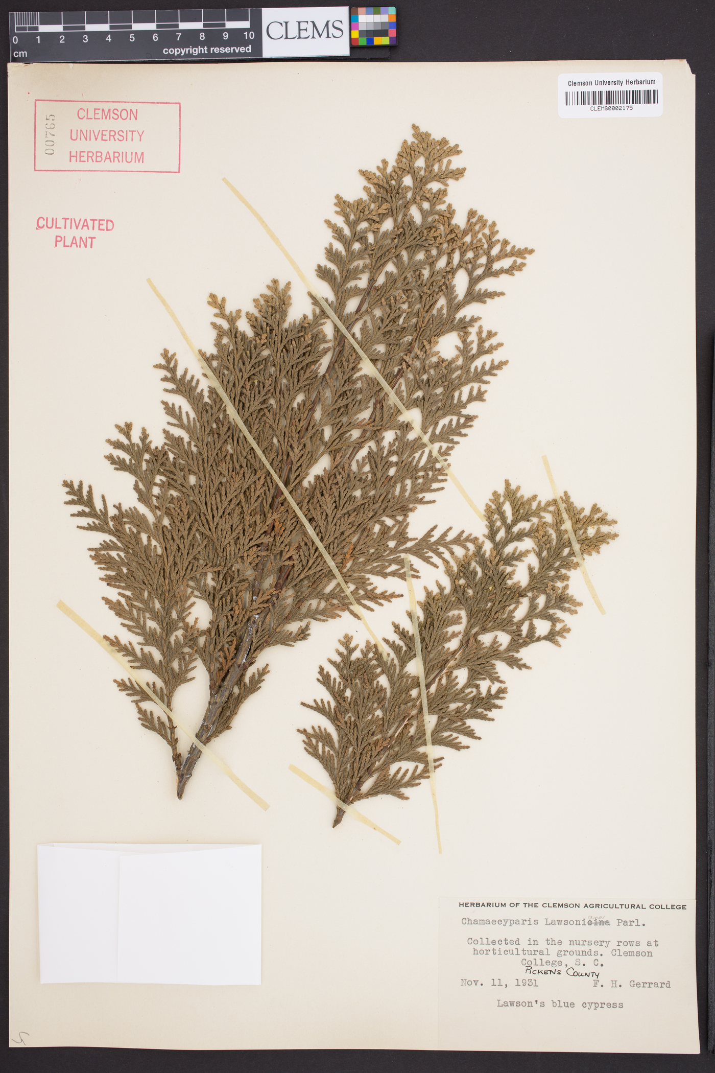 Chamaecyparis lawsoniana image