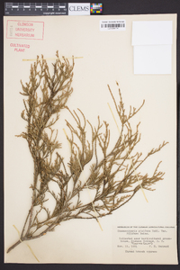 Chamaecyparis pisifera image