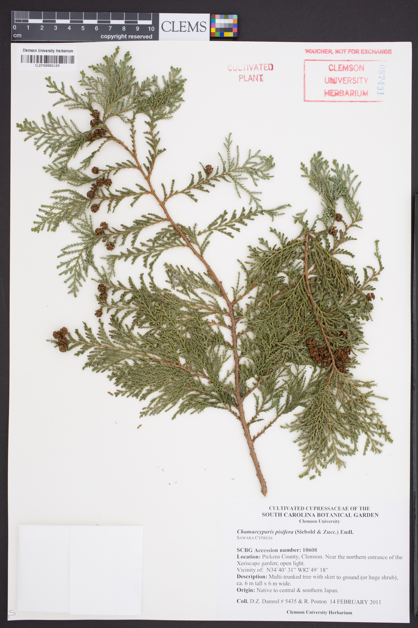 Chamaecyparis pisifera image
