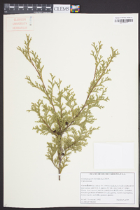 Chamaecyparis thyoides image