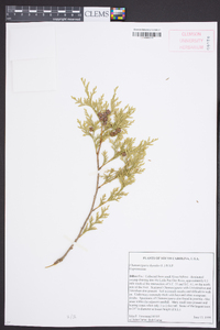 Chamaecyparis thyoides image