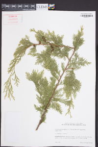 Chamaecyparis thyoides image