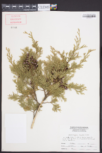 Chamaecyparis thyoides image