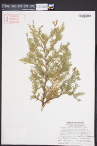 Chamaecyparis thyoides image