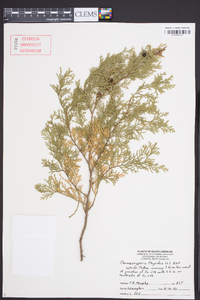 Chamaecyparis thyoides image