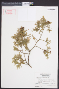 Chamaecyparis thyoides image