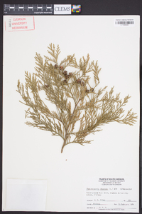 Chamaecyparis thyoides image