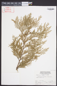 Chamaecyparis thyoides image