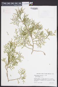 Chamaecyparis thyoides image