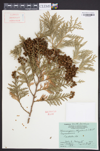 Chamaecyparis thyoides image