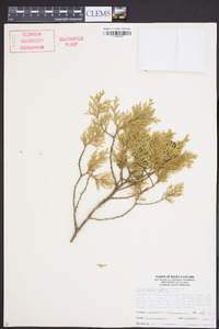 Chamaecyparis thyoides image