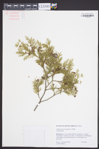 Chamaecyparis thyoides image