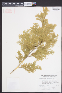 Chamaecyparis thyoides image