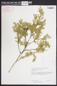 Chamaecyparis thyoides image