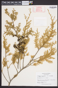 Chamaecyparis thyoides image