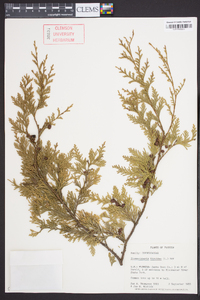 Chamaecyparis thyoides image