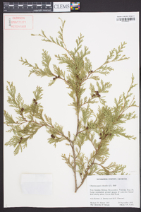 Chamaecyparis thyoides image