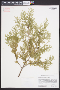 Chamaecyparis thyoides image