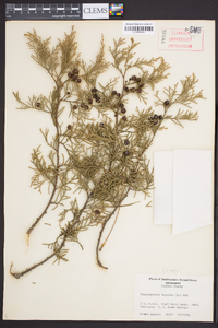 Chamaecyparis thyoides image