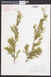 Chamaecyparis thyoides image