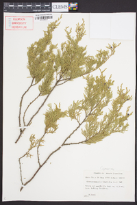 Chamaecyparis thyoides image