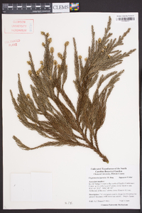 Cryptomeria japonica image