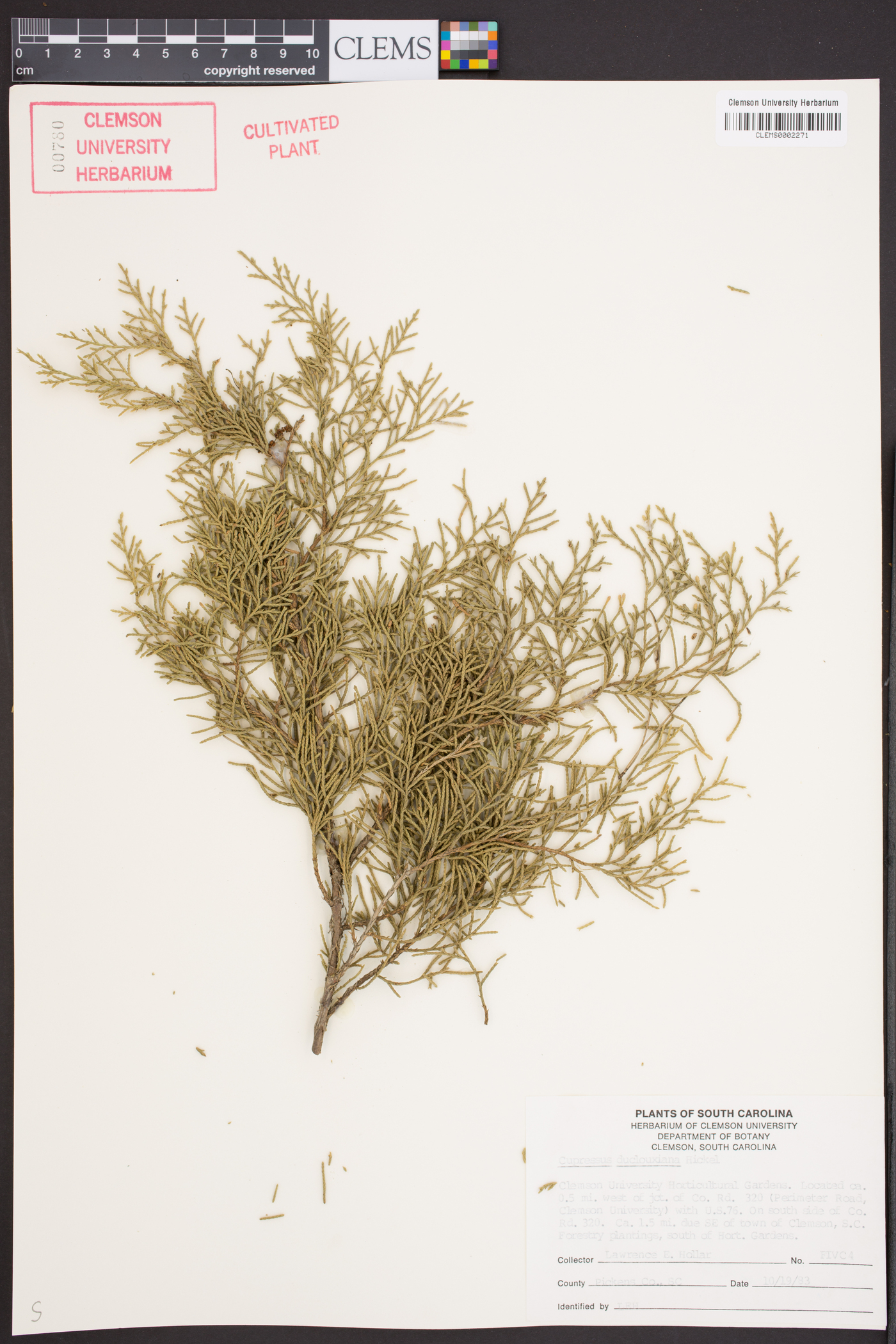 Cupressus duclouxiana image