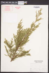 x Cupressocyparis leylandii image