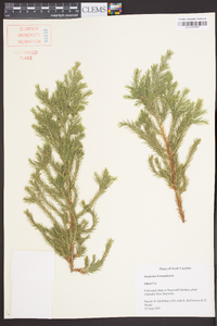 Juniperus bermudiana image