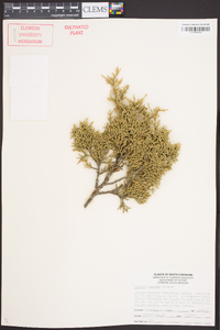 Juniperus chinensis image