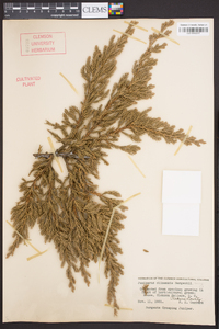 Juniperus chinensis image