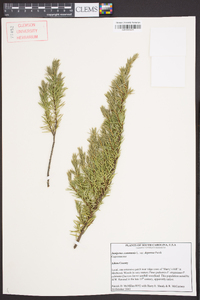 Juniperus communis var. depressa image